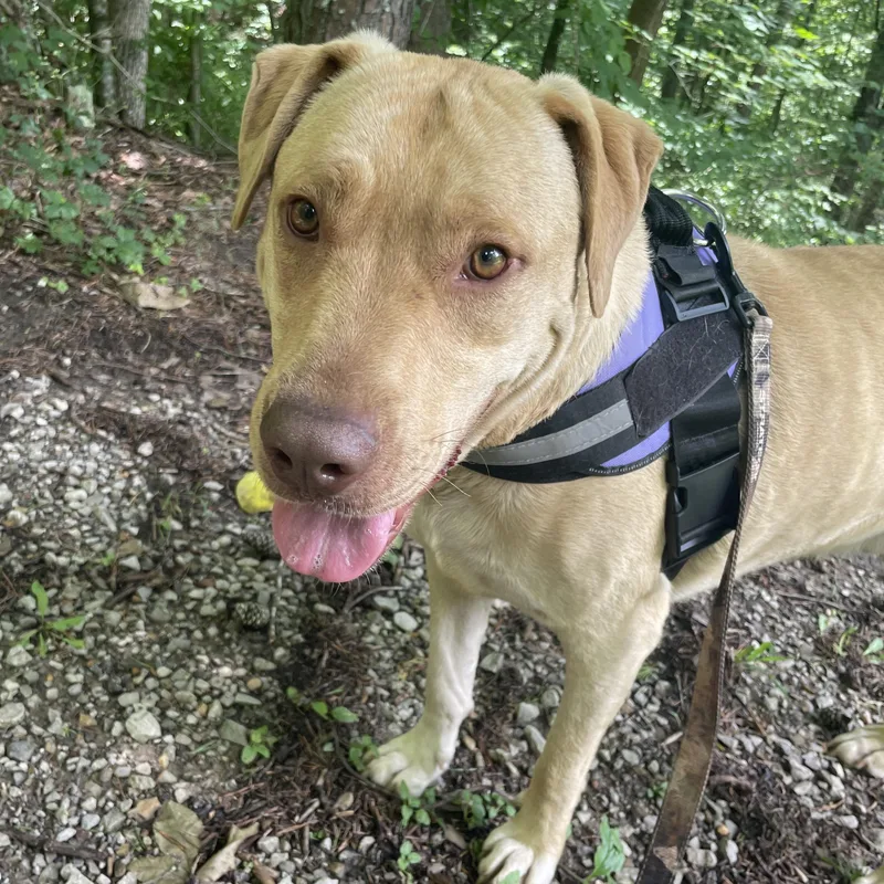 An adult large-sized male White / Cream Hound dog named Cade Class  Likes for adoption in Andover, MA