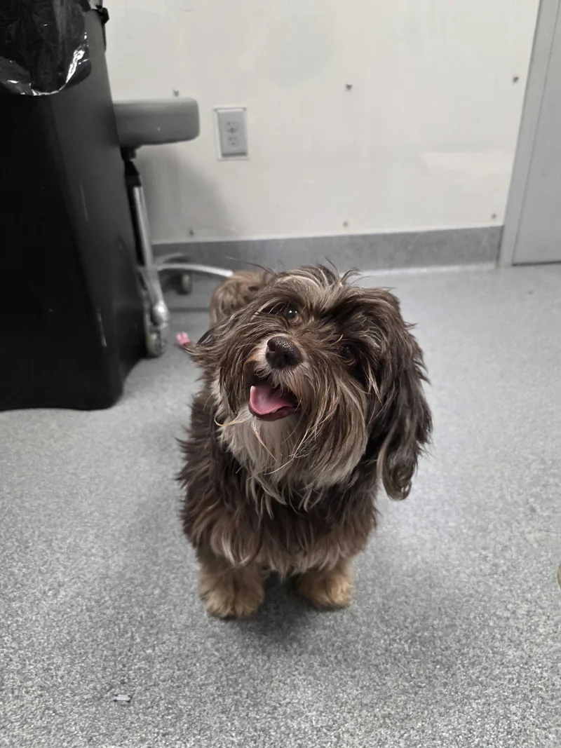 An adult small-sized female Havanese dog named Laineymay for adoption in Sevierville, TN