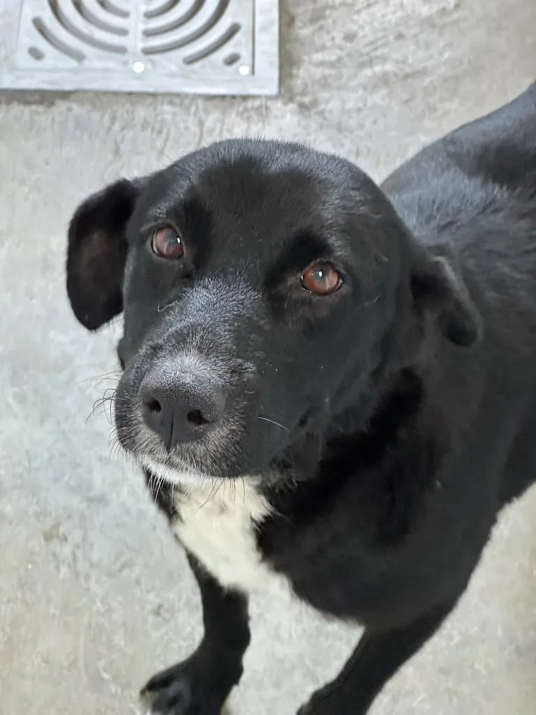 An adult medium-sized female Mixed Breed dog named Dusty for adoption in Jonesboro, AR