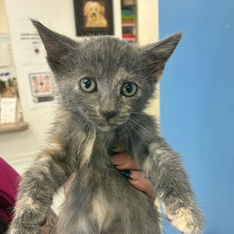 A baby small-sized female Calico Domestic Short Hair cat named Juno for adoption in Birmingham, AL