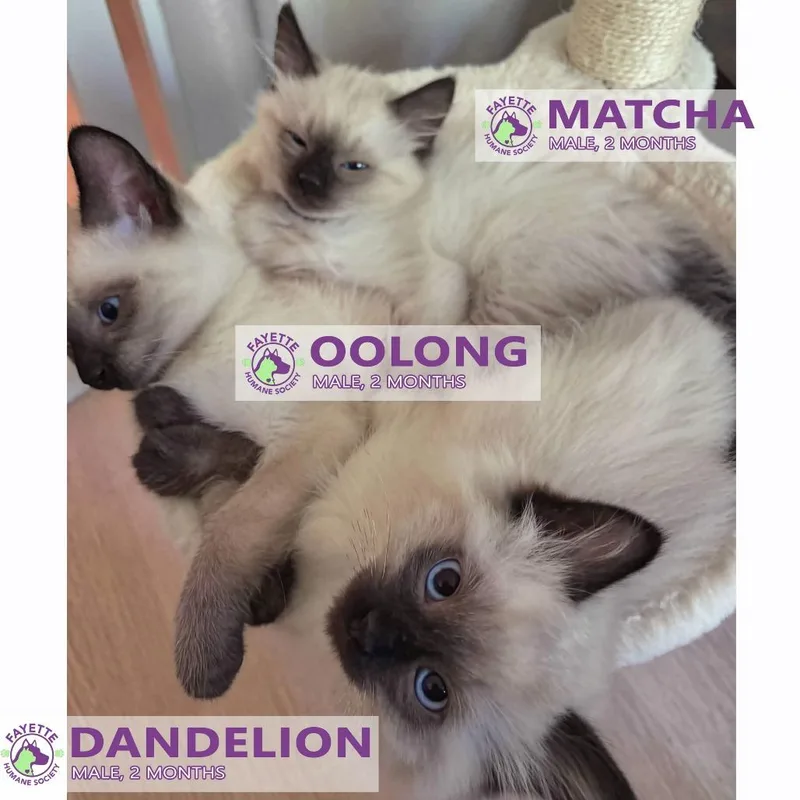 A baby small-sized male Brown / Chocolate Domestic Long Hair cat named Matcha for adoption in Fayetteville, GA