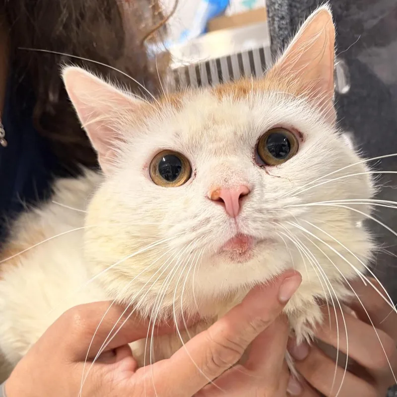 An adult medium-sized male White Domestic Short Hair cat named Pookie for adoption in Newark, NJ