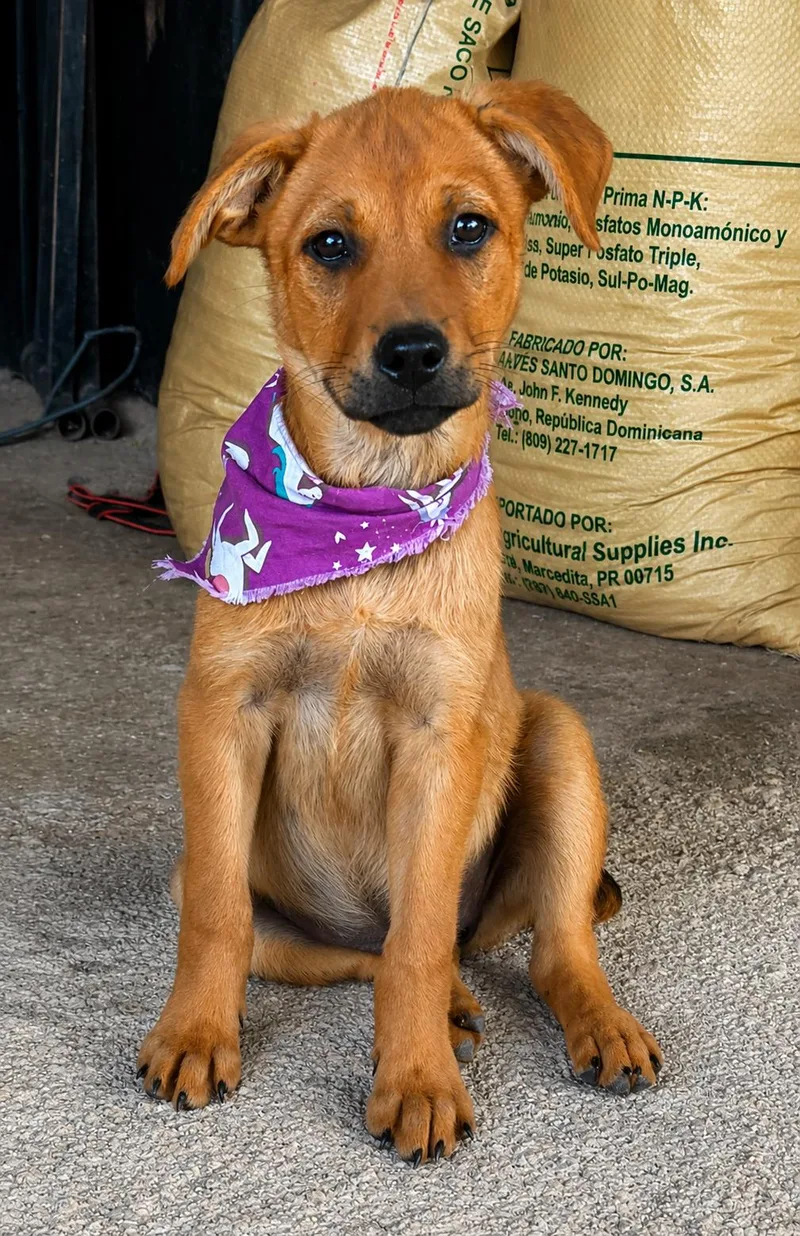 A baby medium-sized female Red / Chestnut / Orange Labrador Retriever dog named Puddles  The Angel for adoption in Carolina, PR