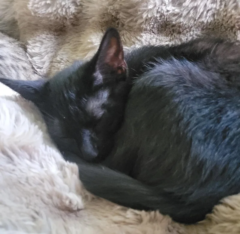 A baby medium-sized male Black Domestic Short Hair cat named Kiwa for adoption in Walled Lake, MI