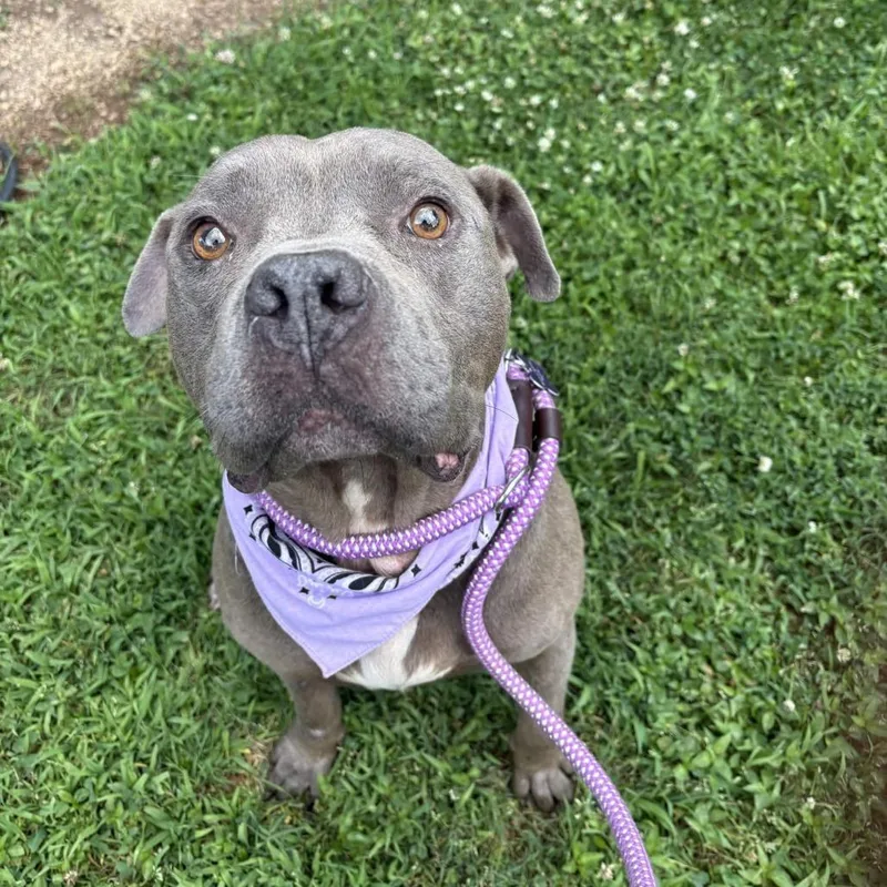 An adult large-sized male Gray / Blue / Silver American Staffordshire Terrier dog named Tugboat for adoption in Greenville, SC
