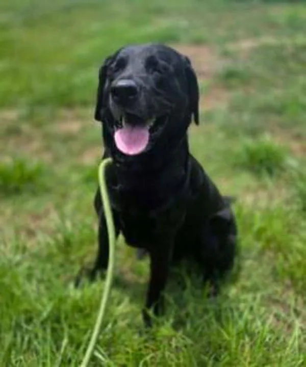An adult large-sized male Labrador Retriever dog named Smores for adoption in Salisbury, MD