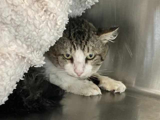 An adult medium-sized male Domestic Short Hair cat named Harrison for adoption in Tustin, CA