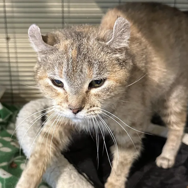 A young small-sized female Orange / Red American Curl cat named Edna for adoption in Grantsville, UT