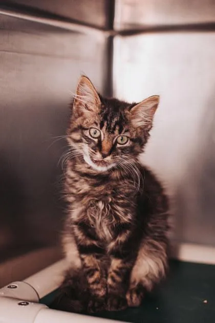 A young small-sized male Domestic Medium Hair cat named A Chairman Meow for adoption in North Charleston, SC