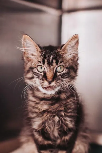 A Chairman Meow thumbnail 2