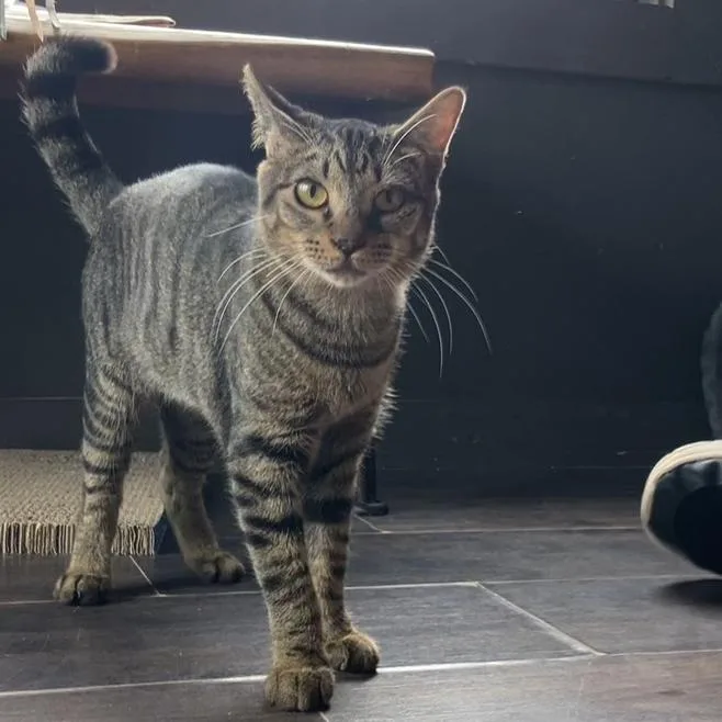 Chairman Meow