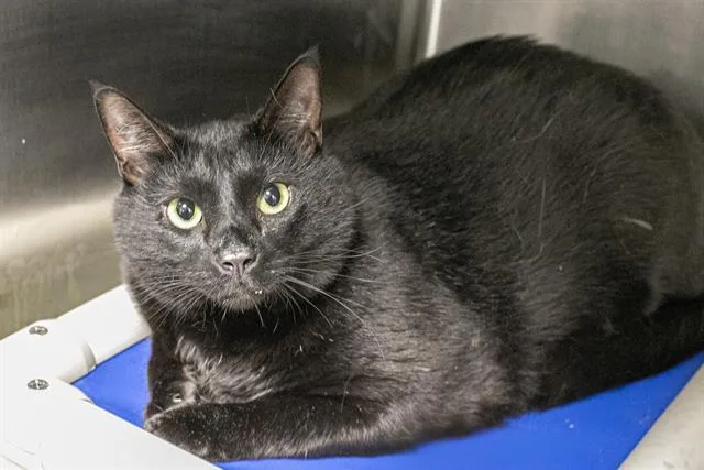 An adult small-sized male Domestic Short Hair cat named Binx for adoption in Charlotte, NC