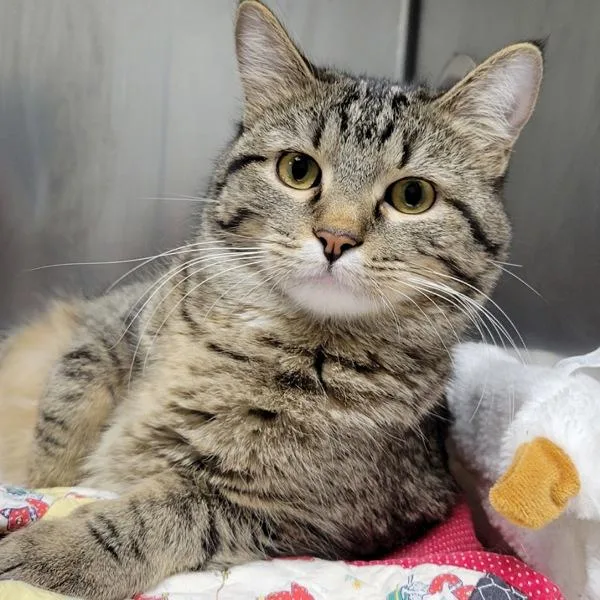 A young medium-sized male Domestic Short Hair cat named Smokey for adoption in Des Moines, IA