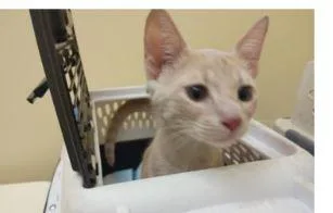 A baby medium-sized male Tabby (Buff / Tan / Fawn) Domestic Short Hair cat named Gradey ORT for adoption in Missouri City, TX