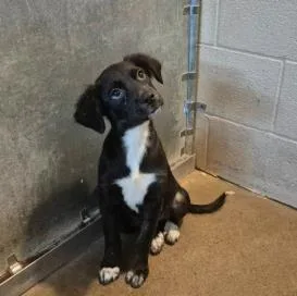A baby medium-sized female Mixed Breed dog named Anika for adoption in West Chester, PA