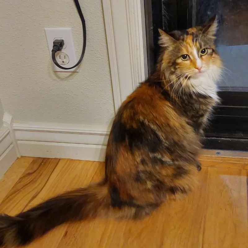 An adult small-sized female Calico Domestic Long Hair cat named Chloe for adoption in Nampa, ID
