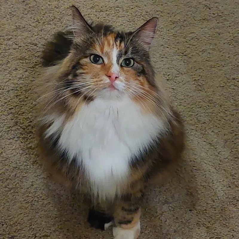 Chloe thumbnail 2