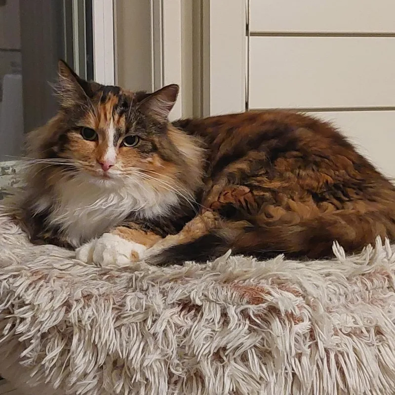 Chloe thumbnail 3