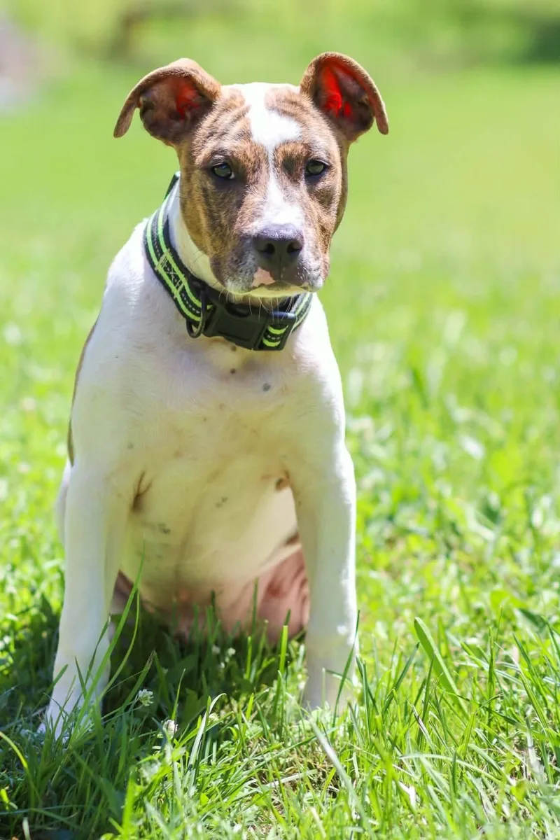 A baby medium-sized male Pit Bull Terrier dog named Canyon for adoption in Carmel, NY