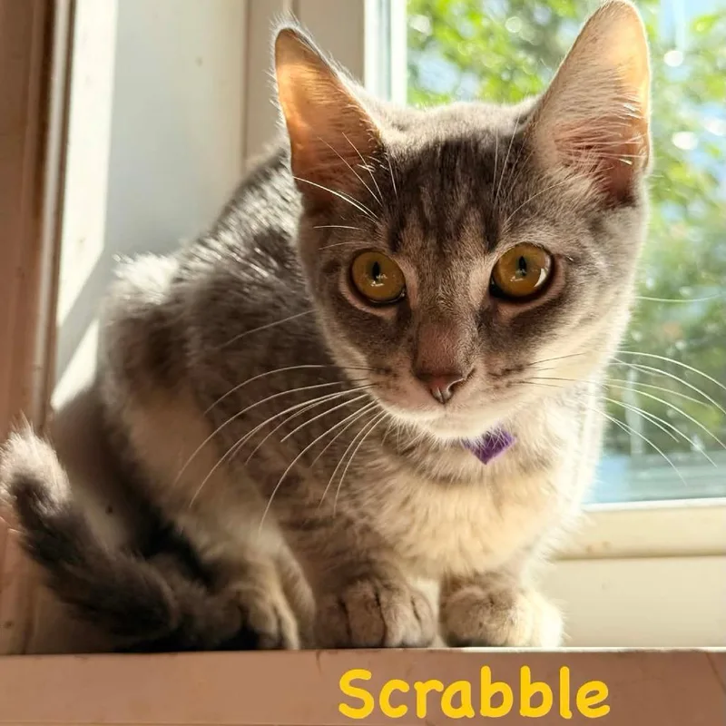 A baby small-sized female Gray / Blue / Silver Domestic Short Hair cat named Scrabble for adoption in Woodstock, VA