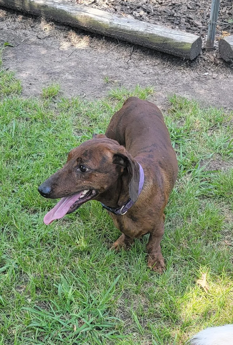 An adult small-sized male Brindle Dachshund dog named Bobby & Bill for adoption in Van Alstyne, TX