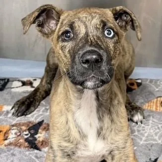 A baby medium-sized female Brindle Catahoula Leopard Dog dog named Crystal Blue for adoption in Williston, VT