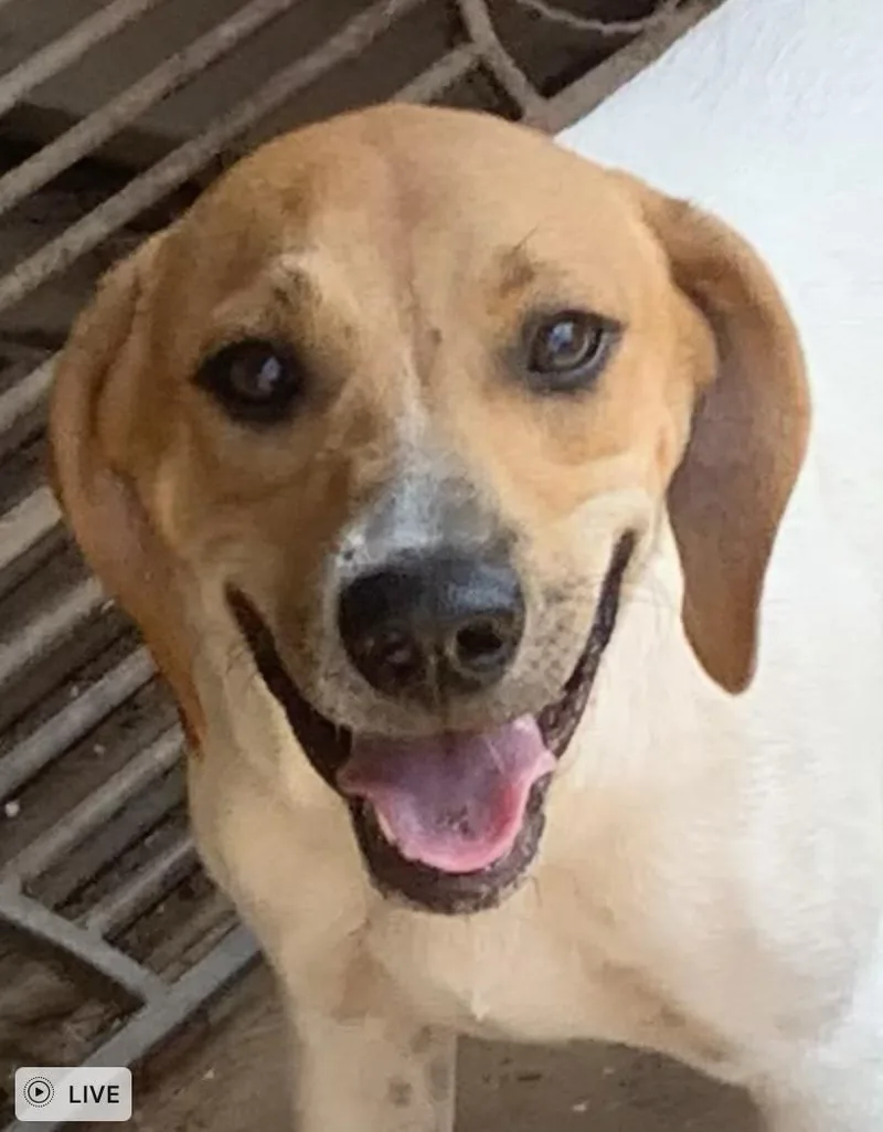 An adult medium-sized female Hound dog named Amy for adoption in Cedarburg, WI
