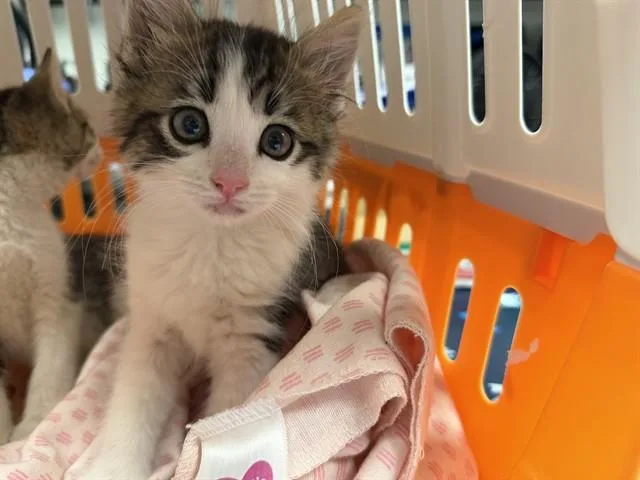 A baby small-sized male Domestic Medium Hair cat named Mouse for adoption in Ontario, CA