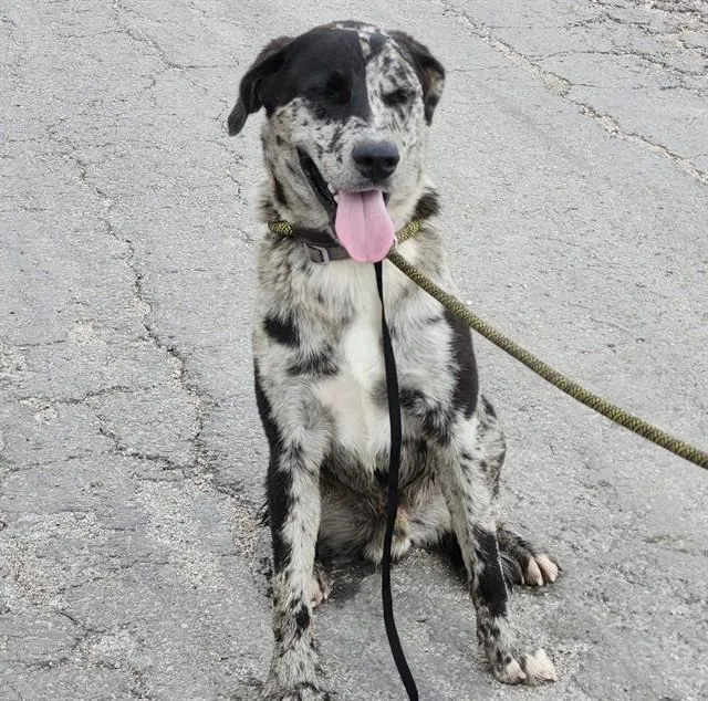 A young large-sized male Catahoula Leopard Dog dog named Henry for adoption in San Antonio, TX