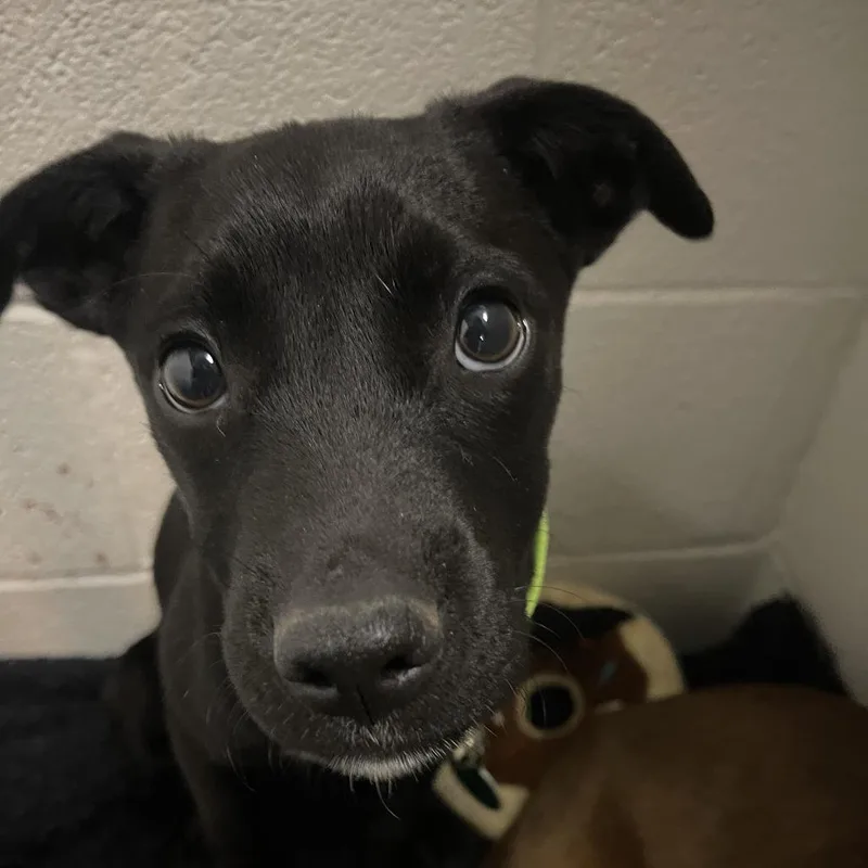 A baby medium-sized male Black Labrador Retriever dog named Chocolate Chip for adoption in Shawnee, KS