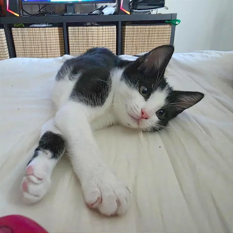 A baby small-sized female Black Domestic Short Hair cat named Koala for adoption in Redwood City, CA