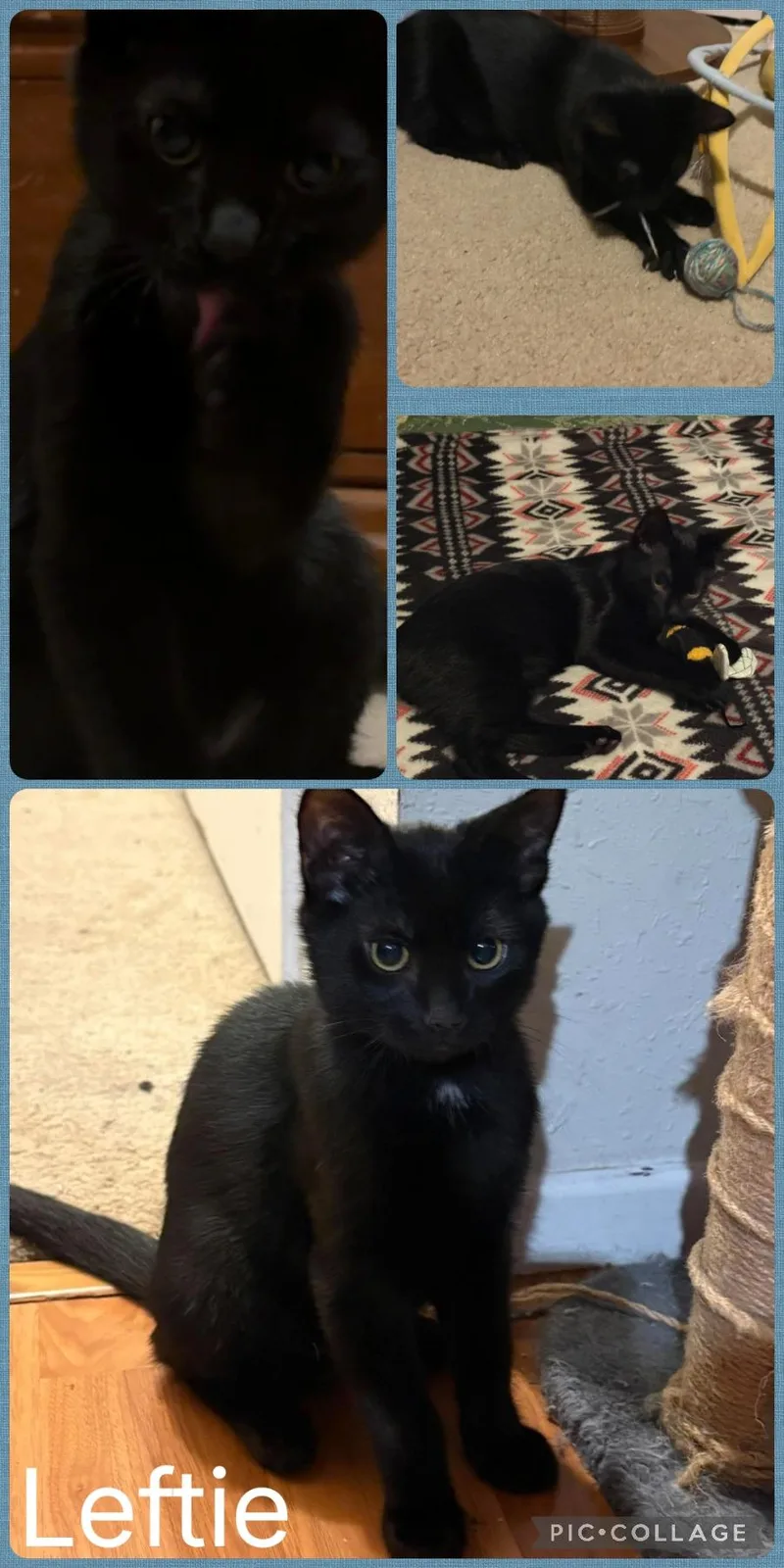 A baby small-sized male Black Domestic Short Hair cat named Leftie for adoption in Newberg, OR