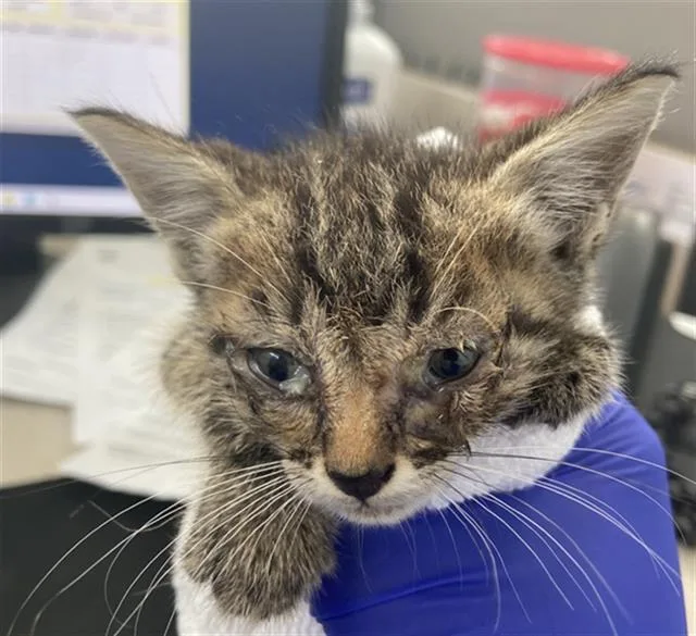 A young medium-sized male Domestic Short Hair cat named Tom Tom for adoption in Dallas, TX