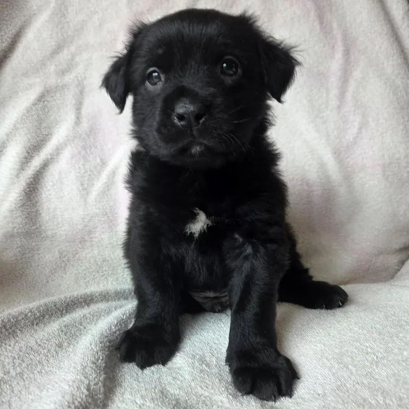 A baby medium-sized male Black Mixed Breed dog named Tika for adoption in DeKalb, IL