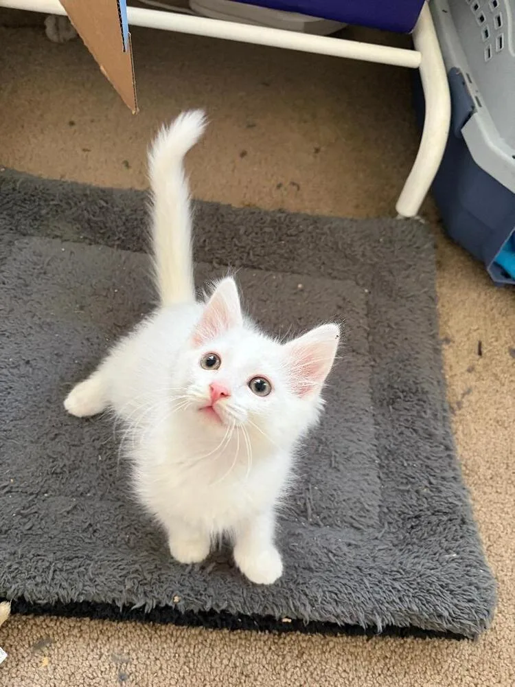 A baby medium-sized male White Domestic Medium Hair cat named Cheetos for adoption in Oceanside, CA