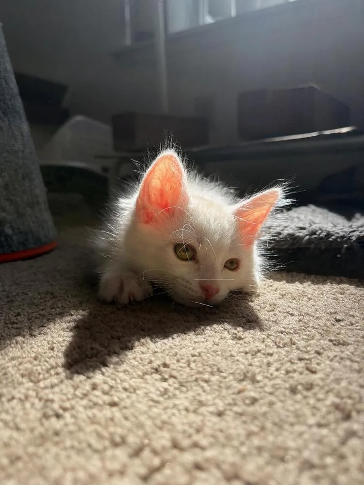 Cheetos thumbnail 2