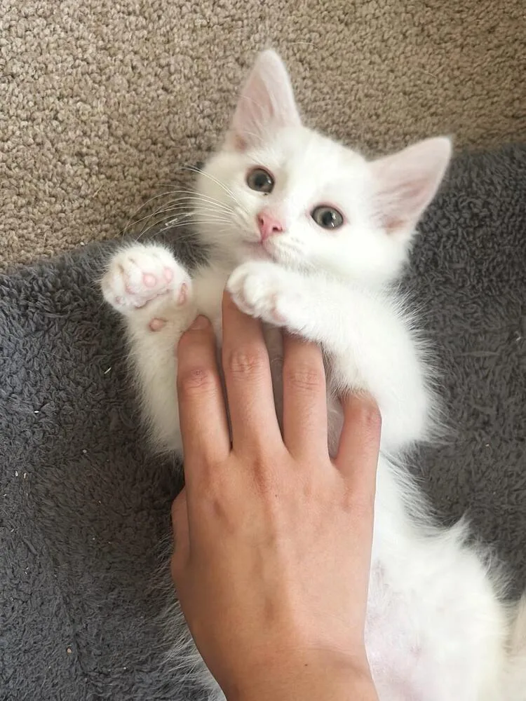 Cheetos thumbnail 3