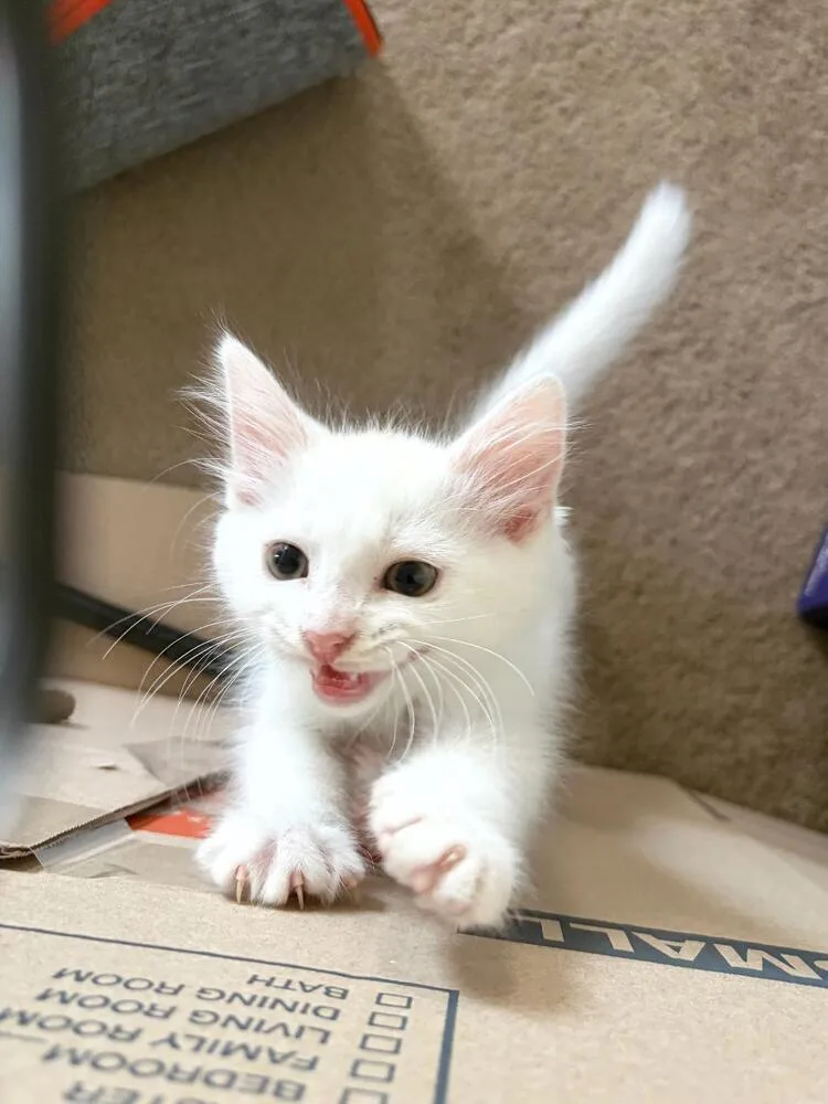 Cheetos thumbnail 4