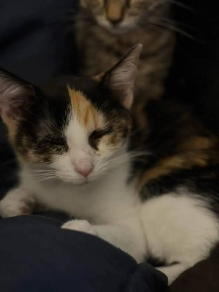 A baby medium-sized female Calico Domestic Short Hair cat named Aqua for adoption in Muncie, IN