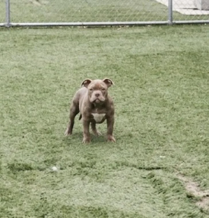 A baby small-sized male Brown / Chocolate American Bully dog named Billy Bully for adoption