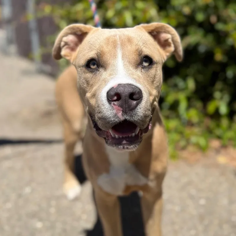 Milo