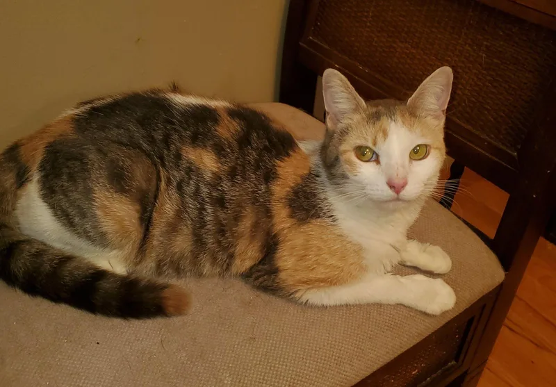 A young medium-sized female Calico cat named Fg Litter Charlotte for adoption in Livonia, MI