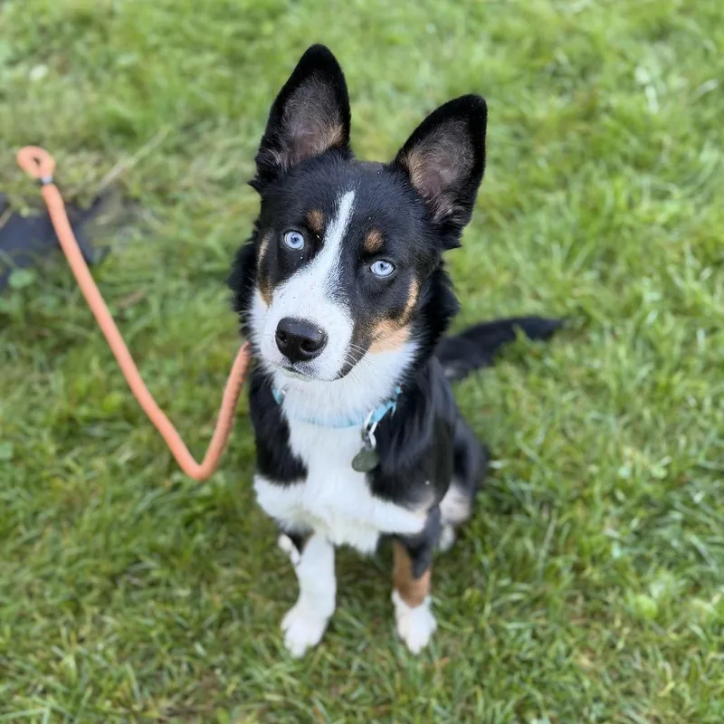 A baby medium-sized female Australian Shepherd dog named Rose for adoption in Pittsford, VT