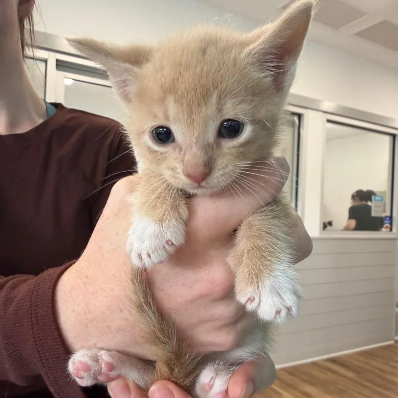 A baby small-sized male Orange / Red Domestic Short Hair cat named Leonardo for adoption in Winston Salem, NC