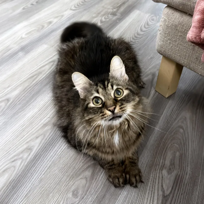 Chestnut thumbnail 2