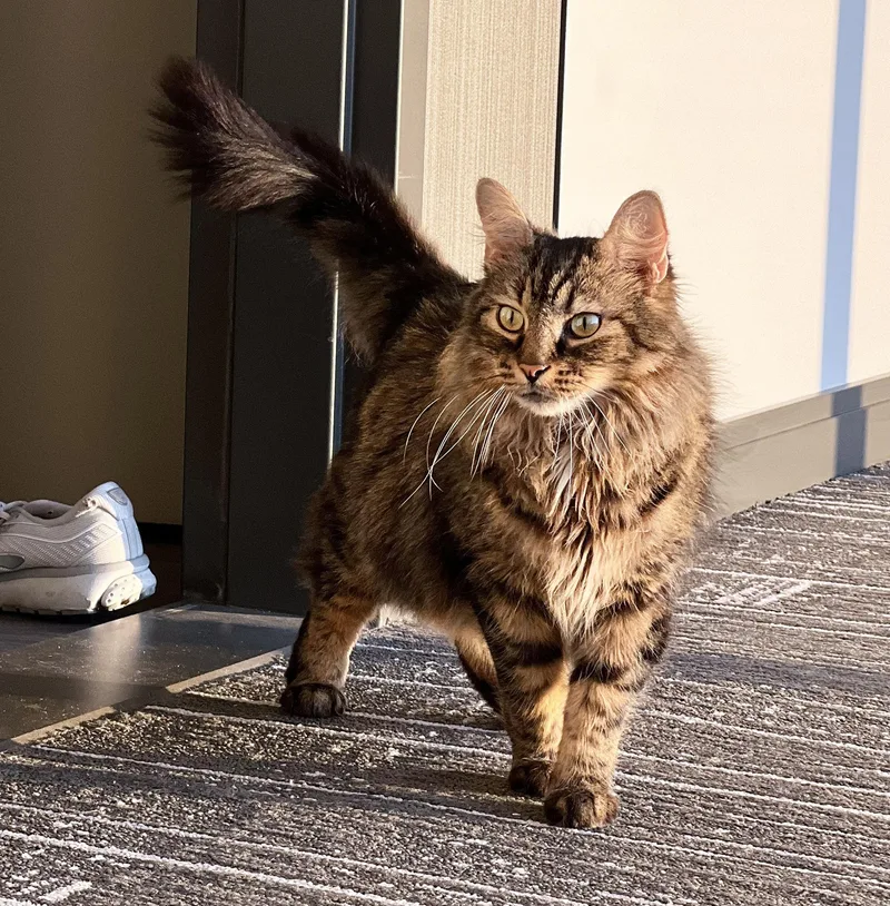 Chestnut thumbnail 3