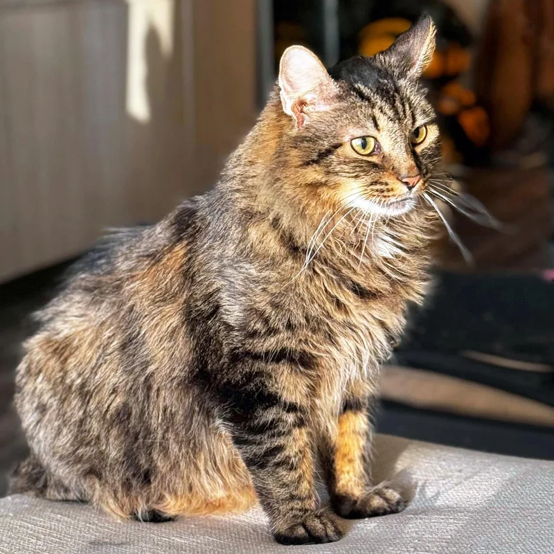 Chestnut thumbnail 4