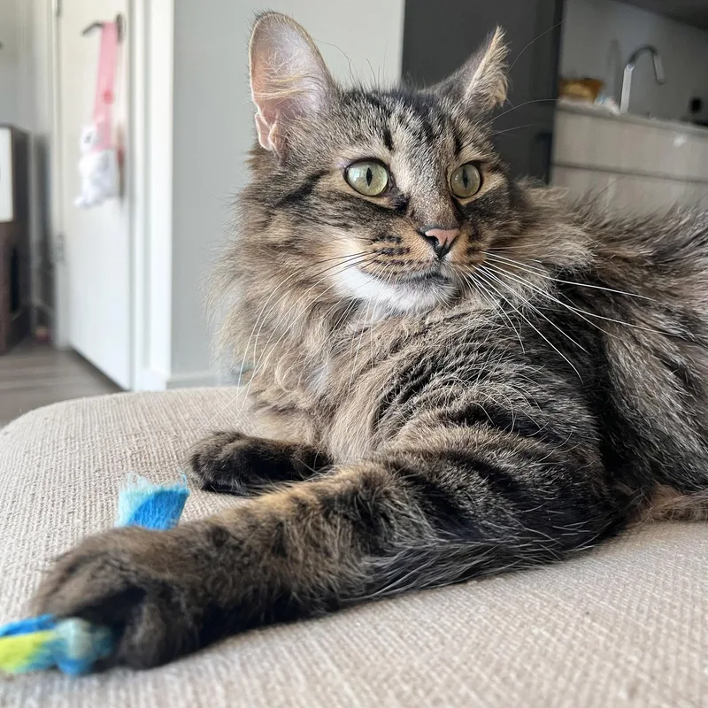 Chestnut thumbnail 5