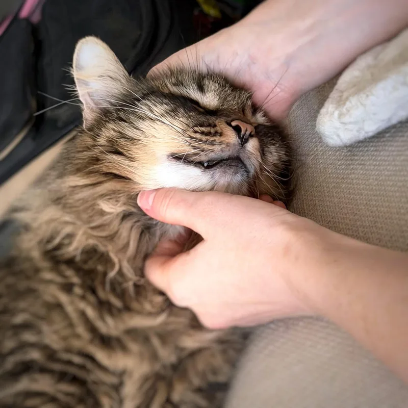 Chestnut thumbnail 6