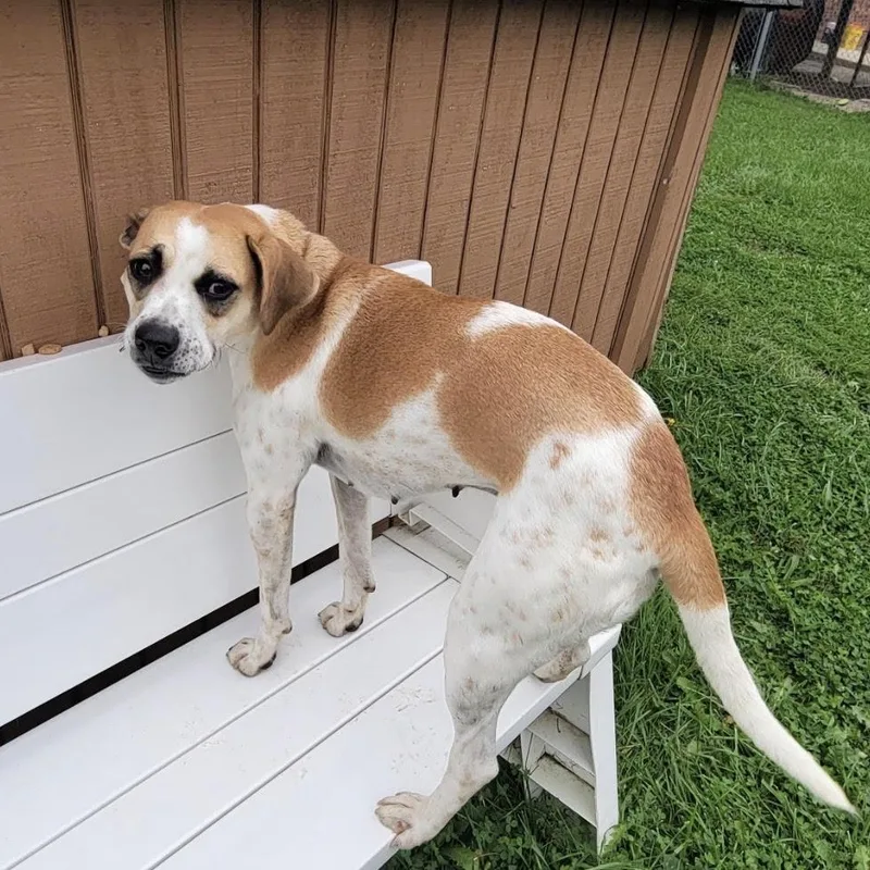 A young medium-sized female Hound dog named Fig for adoption in West Jefferson, OH